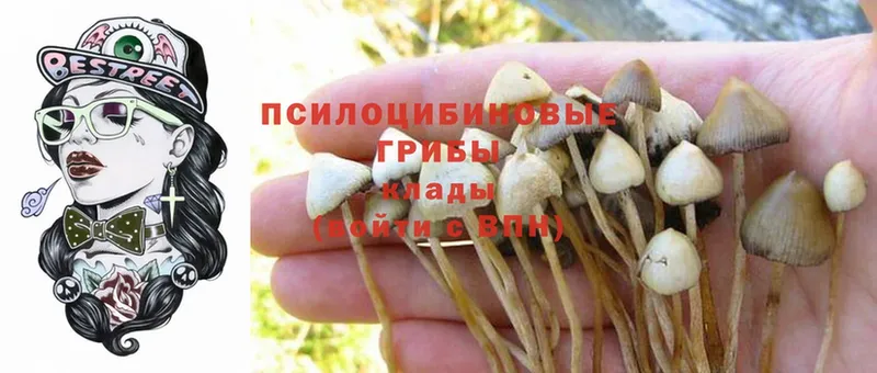 хочу наркоту  Иланский  hydra ссылки  Псилоцибиновые грибы Psilocybe 